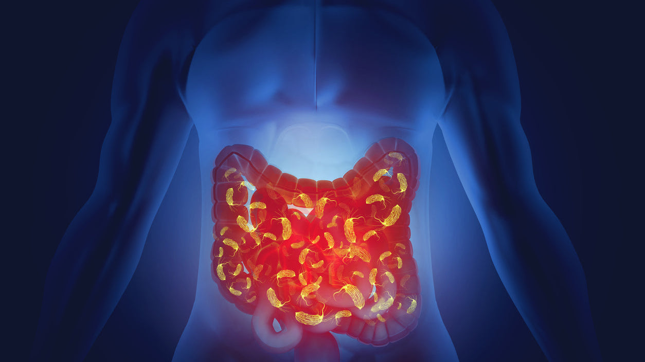 The Role of Probiotics: Best Supplements for Gut Health You Should Try